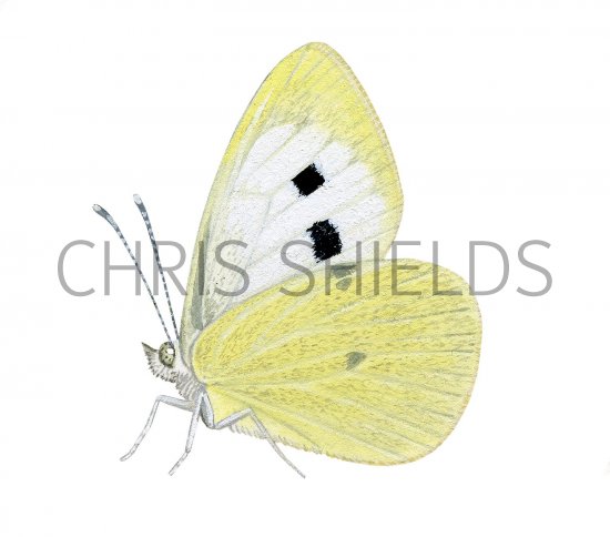 Illustration of Large White (Pieris brassicae) (#2982)