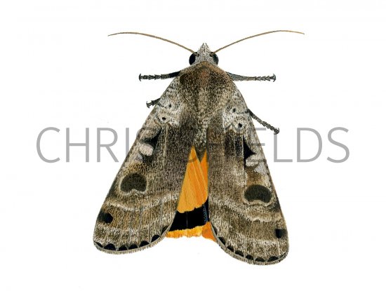 Illustration of Large Yellow Underwing (Noctua pronuba) (#2467)
