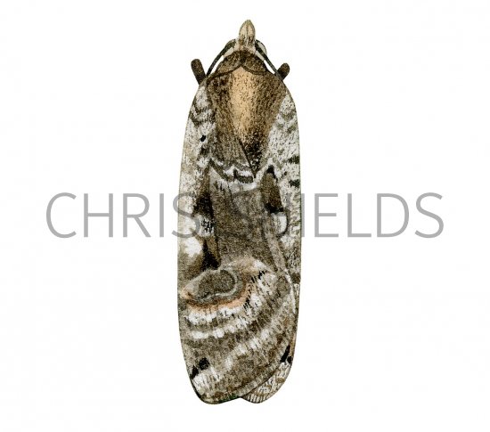 Illustration of Large Yellow Underwing (Noctua pronuba) (#2906)
