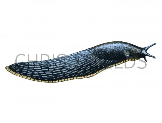Illustration of Slug (Large Black) Arion ater) (#2676)