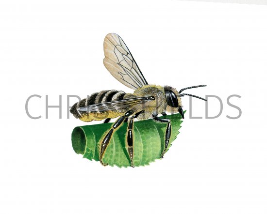Illustration of Leaf-cutter Bee (Megachile ligniseca) (#3828)