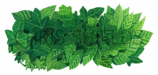 Illustration of Leaves (#2594)