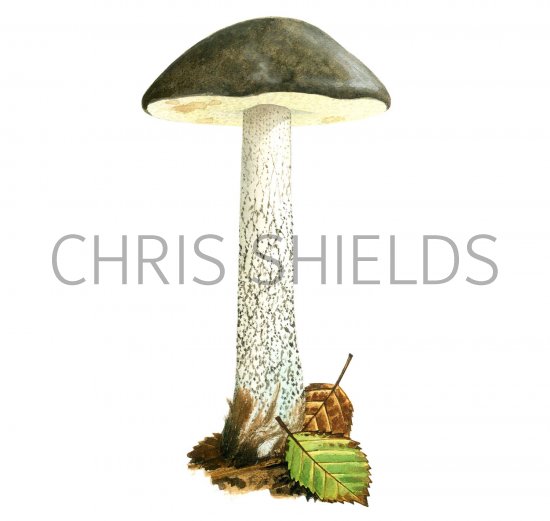 Illustration of Leccinum variicolor (Mottled Bolete) (#2659)