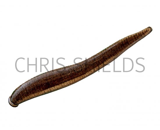 Illustration of Leech (Erobdella testacea) (#2282)