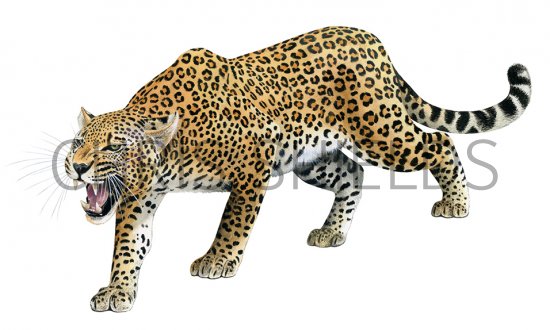 Illustration of Leopard (Panthera pardus) (#4391)