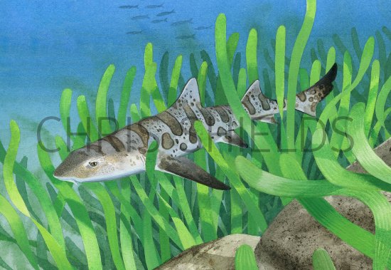 Illustration of Leopard Shark (Triakis semifasciata) (#3770)