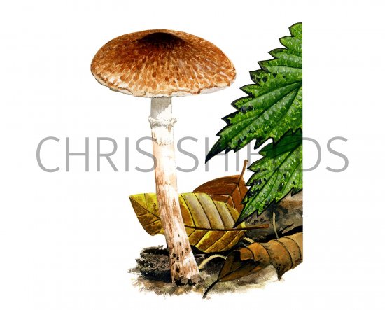 Illustration of Lepiota boudieri (#3350)