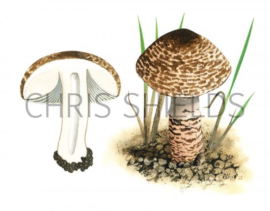 Illustration of Lepiota brunneoincarnata (#3373)
