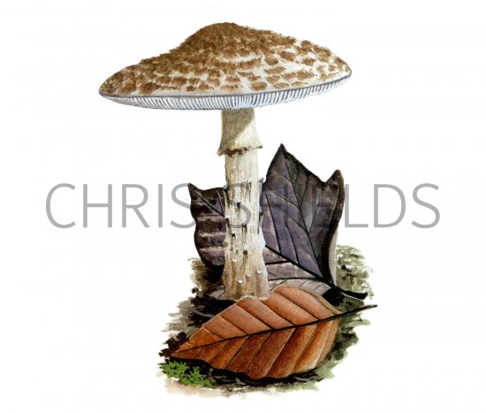 Illustration of Lepiota echinacea (#1723)