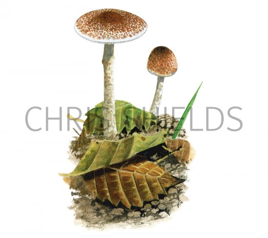 Illustration of Lepiota echinella var. rhodorhiza (#3358)