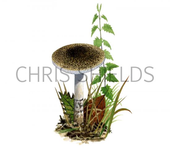 Illustration of Lepiota griseovirens (#3349)