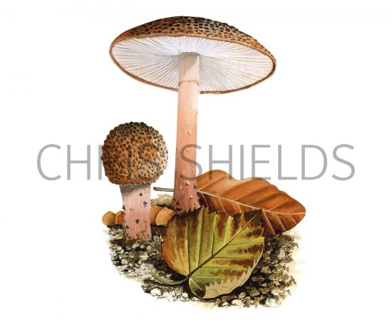 Illustration of Lepiota perplexa (#3428)