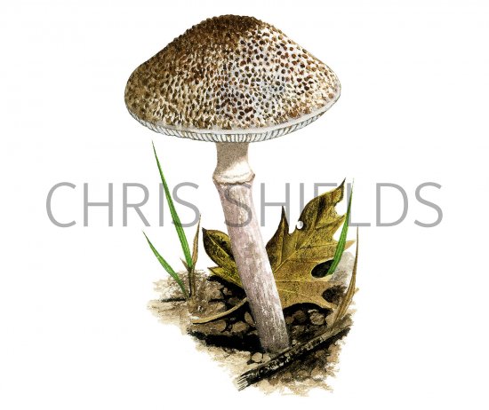 Illustration of Lepiota pseudolilacea (#3513)