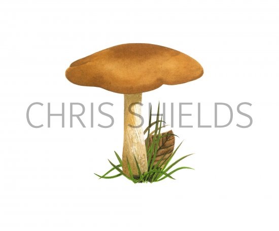 Illustration of Lepista irina (Flowery Blewit) (#3991)