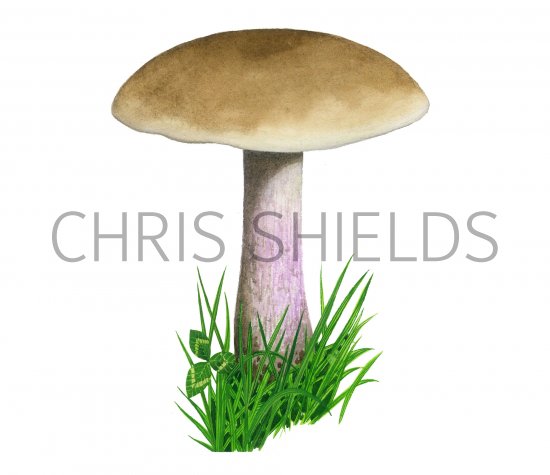 Illustration of Lepista saeva (Field Blewit) (#3937)