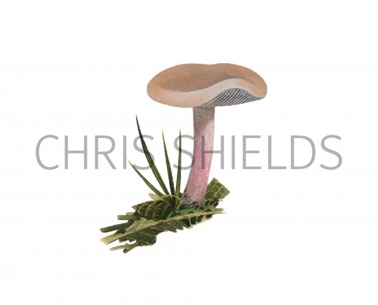 Illustration of Lepista sordida (#3941)