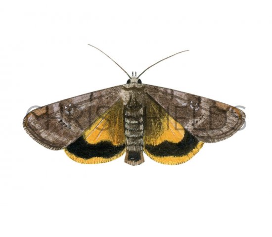 Illustration of Lesser Broad-boardered Yellow underwing (Euschesis janthina) (#2905)