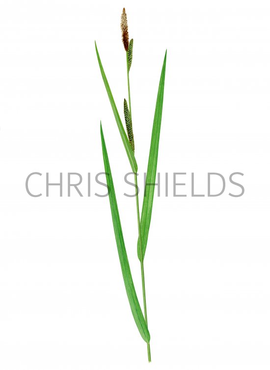 Illustration of Lesser Pond Sedge (Carex acutiformis) (#3171)