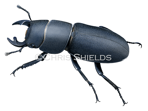 Illustration of Lesser Stag Beetle (Dorcus parellelipipedus) (#4312)