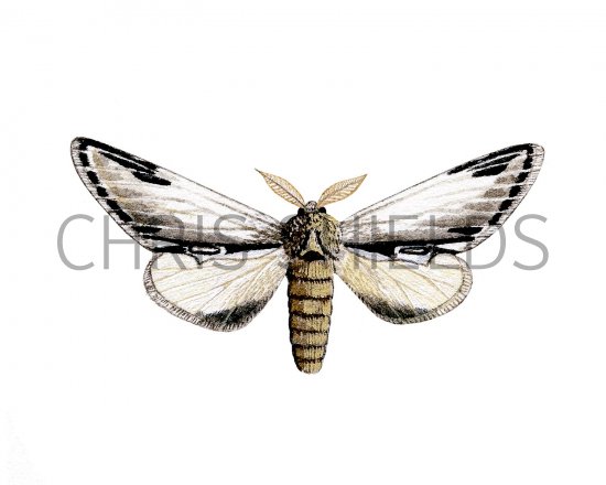Illustration of Lesser Swallow Prominent (Pheosia tremula) (#2470)