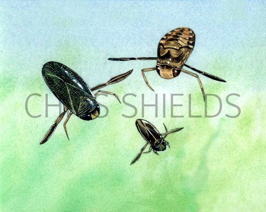 Illustration of Lesser Water Boatmen (Corixa and Cymatia) (#2109)