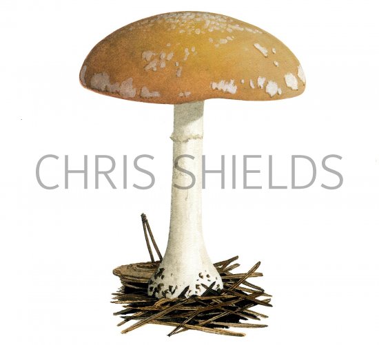 Illustration of Leucocortinarius bulbiger (White Webcap) (#3600)