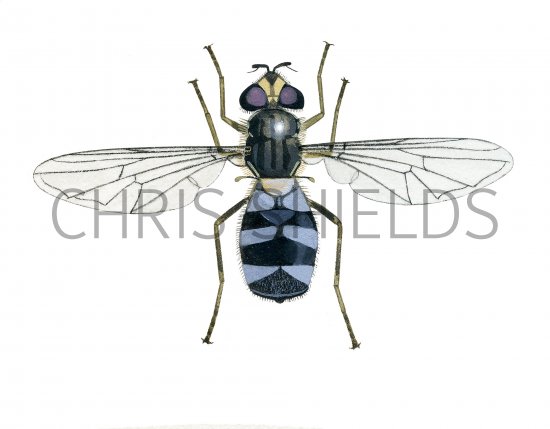 Illustration of Hoverfly (female) (Leucozona glaucia) (#4080)