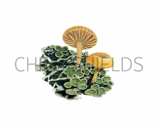 Illustration of Lichenomphalia husoniana (#3922)
