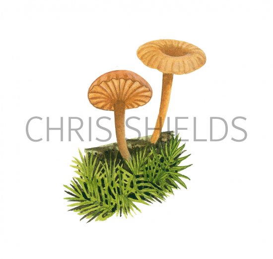 Illustration of Lichenomphalia umbellifera (Heath Navel) (#3923)