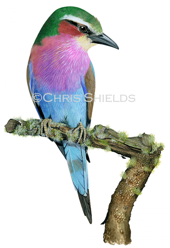 Illustration of Lilac-breasted Roller (Coracias caudatus) (#4682)