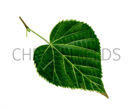 Illustration of Small Leaved Lime   leaf (Tilia cordata) (#3219)