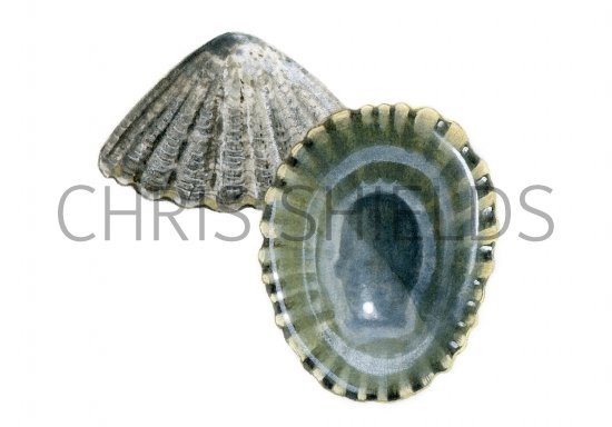 Illustration of Limpet (Common) Patella vulgata (#0770)