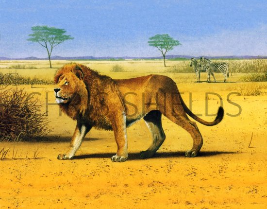 Illustration of Lion, Panthera leo, Lion (Panthera leo) (#1459)
