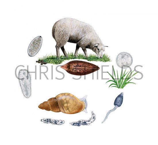 Illustration of Sheep Liver Fluke Life Cycle (#3211)