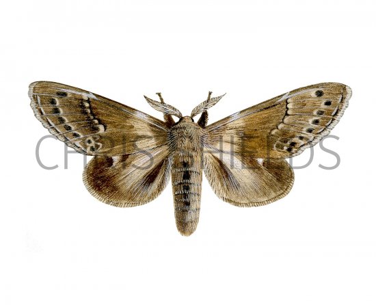 Illustration of Lobster Moth (Stauropus fagi) (#2474)