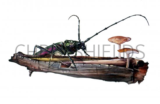 Illustration of Musk Beetle (Aromia moschata),  (#1027)