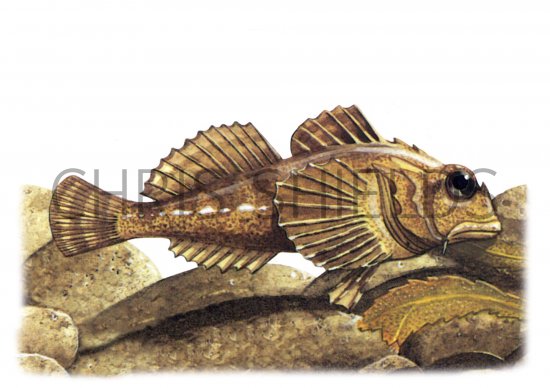 Illustration of Long-spined Sea Scorpion (Taurulus bubalis (#1054)