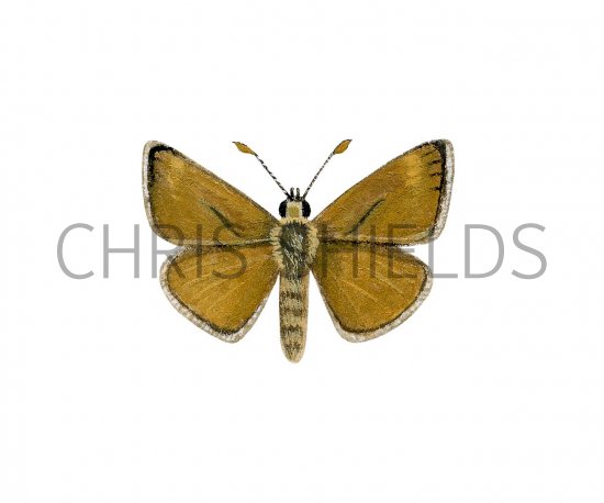 Illustration of Lulworth Skipper (Thymelicus acteon) (#2967)