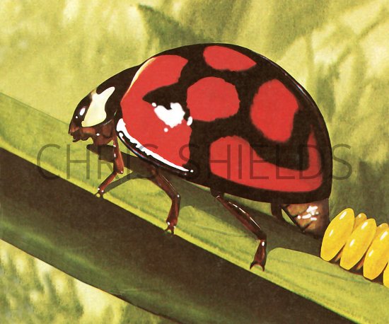 Illustration of Lunate Ladybird (Chilomenes lunata) (#2479)