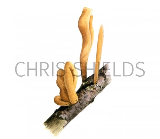Illustration of Macrotyphula fistulosa var. contorta (#1947)