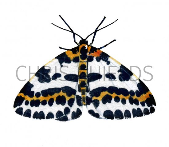 Illustration of Magpie Moth (Abraxas grossulariata) (#2042)
