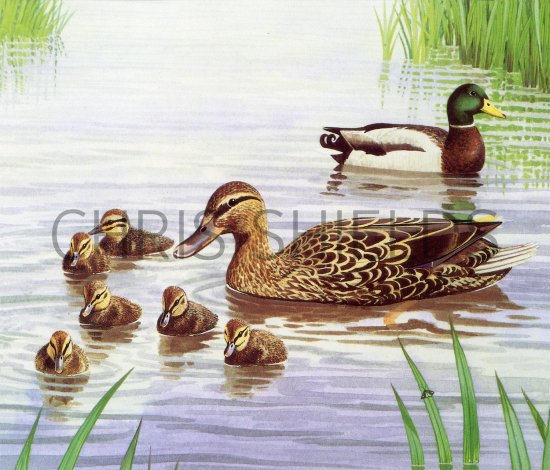 Illustration of Mallards (Anas platyrhynchos) (#3723)