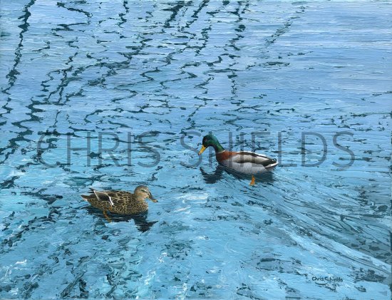 Illustration of Mallard (Anas platyrhynchos) (#3773)