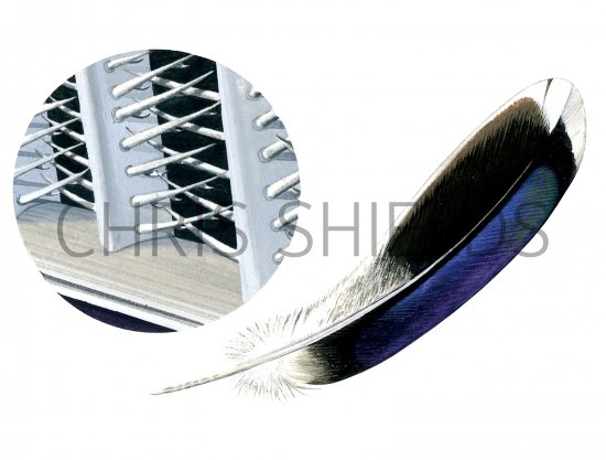 Illustration of Mallard feathers (Anas platyrhynchos) (#1326)