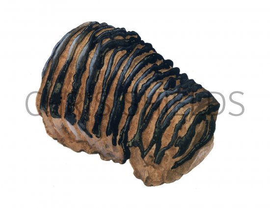 Illustration of Mammoth Tooth Fossil (#0453)