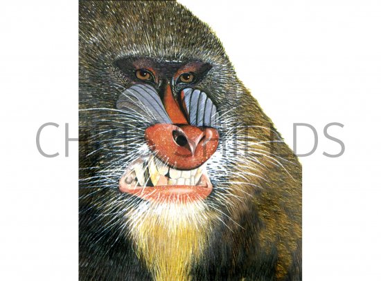 Illustration of Mandrill (Mandrillus sphinx) (#0273)