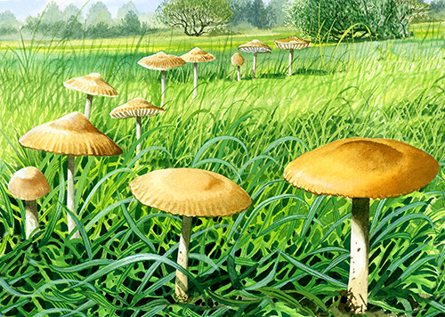 Illustration of Marasmius oreads (Fairy Ring) (#4460)