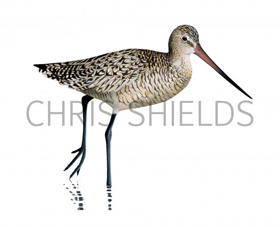Illustration of Marbled Godwit (Limosa fedoa) (#3765)