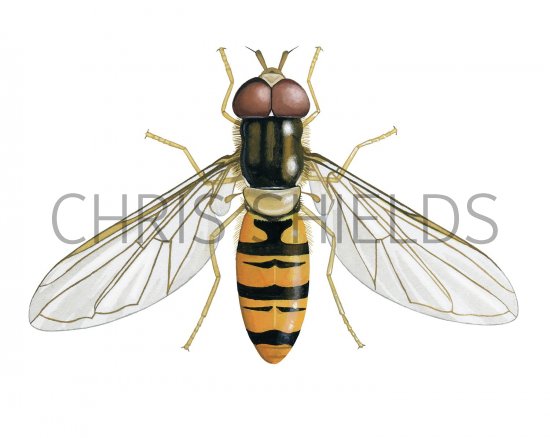 Illustration of Marmalade hoverfly (Episyrphus balteatus) (#2627)