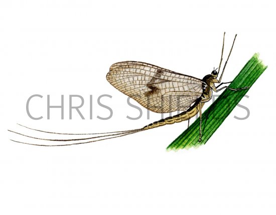 Illustration of Mayfly (Greendrake) Ephemera (#1356)